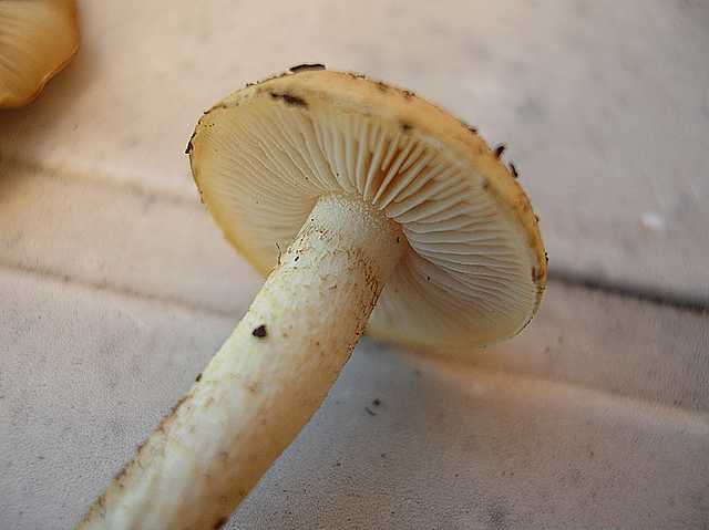 Pholiota spec. (cfr. Pholiota mixta)